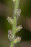 Carolina false vervain